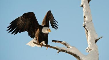 See eagles at Chilkat Bald Eagle Preserve