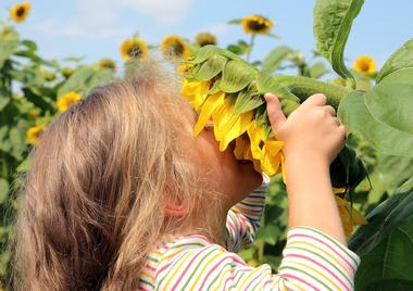 Sunflower Farm