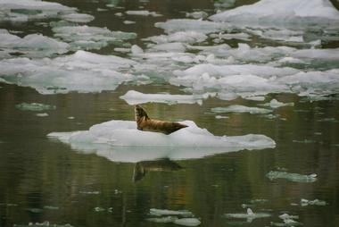 Alaska Charters and Adventures