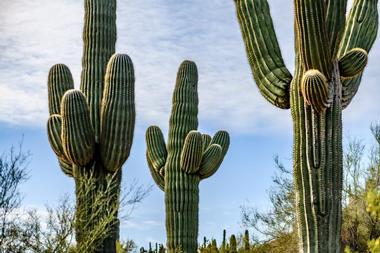 Apache Trail Tours