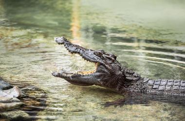 Arkansas Alligator Farm