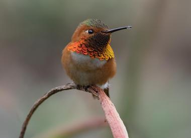 Audubon Bird Sanctuary