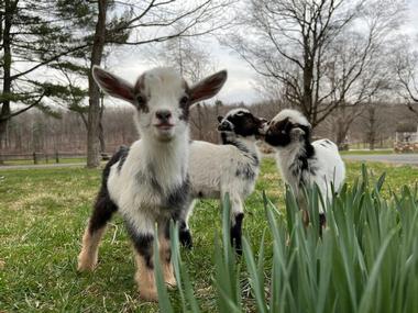 Interact with goats at Bradley Mountain Farm