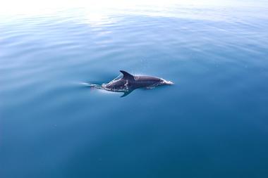 The Fun Boat Dolphin Cruises