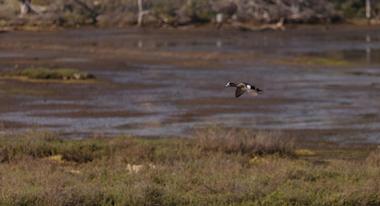 Upper Newport Bay Nature Preserve