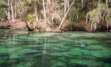 Blue Spring State Park, Florida