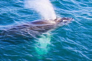 Icy Strait Point - Whale & Marine Mammals Cruise