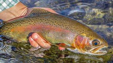 Lees Ferry Anglers