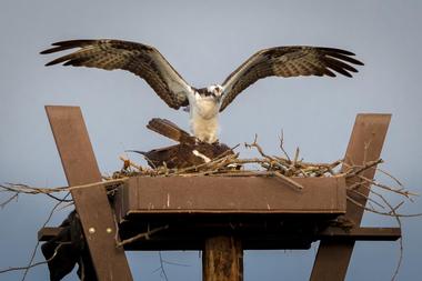 San Joaquin Wildlife Sanctuary