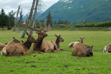 Alaska Wildlife Conservation Center