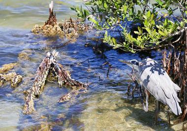 Walk the mile-long nature trail at the Helen & Allan Cruickshank Sanctuary