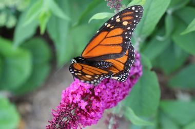 Western Colorado Botanical Gardens