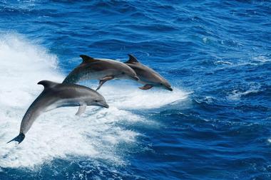 Dolphin Watch Boat Tours