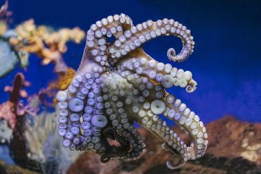 Enjoy interactive exhibits at the Marine Science Center