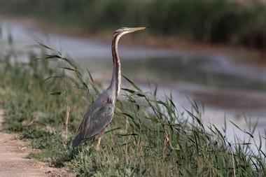 Four Mile Cove Ecological Preserve