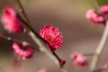 Huntsville Botanical Garden