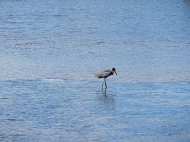 Saint Vincent National Wildlife Refuge