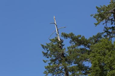 See wild turkeys in Bobcat Ridge Natural Area