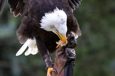 Southeastern Raptor Center