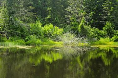 Topsmead State Forest