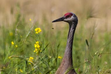 Creamer's Field Migratory Waterfowl Refuge