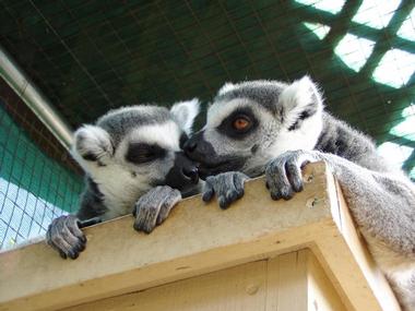 Heritage Park Zoological Sanctuary