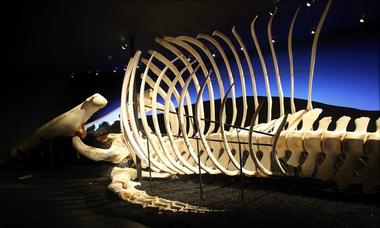 Husavik Whale Museum