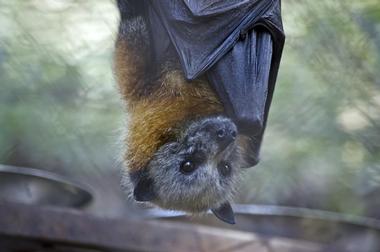 Lubee Bat Conservancy