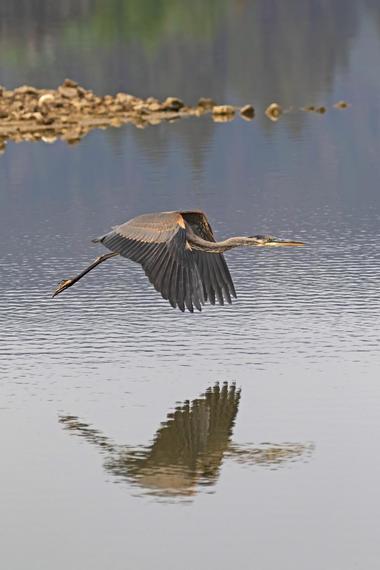 Stanfield Marsh Wildlife and Waterfowl Preserve