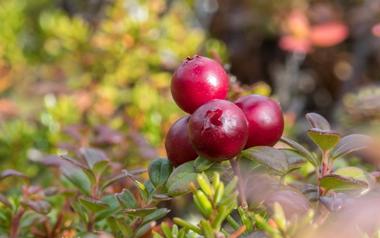 Alaska Berries