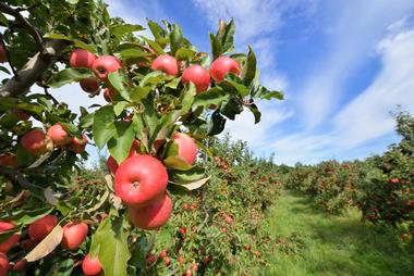 Apple Annie's Orchard