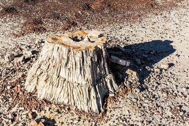 Florissant Fossil Beds National Monument