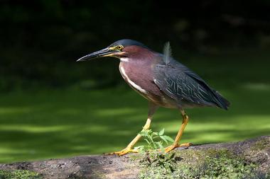 James D. Martin Wildlife Park Trail