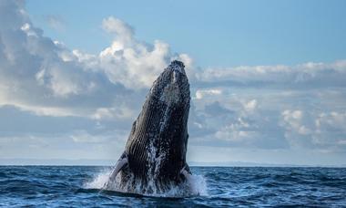 Marina del Rey Whale Watching