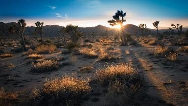 Joshua Tree National Park