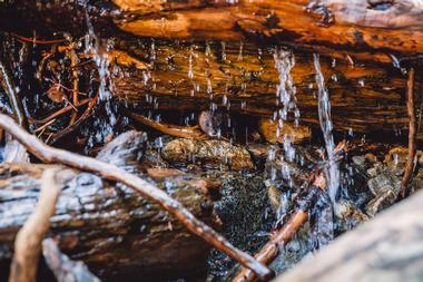 Cold Water Falls, Alabama