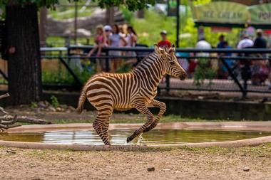 Minnesota Zoo