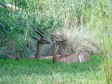 Disney’s Animal Kingdom