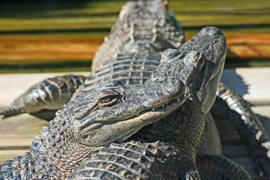 Gatorland, Florida