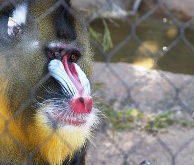 Houston Zoo