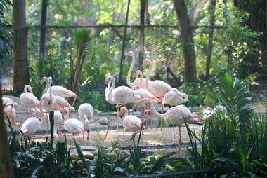 Naples Zoo at Caribbean Gardens