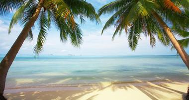 Palm trees on the beach