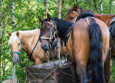 Parelli Natural Horsemanship World Headquarters & Museum