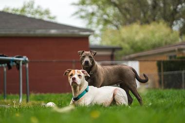 Bark in the Park